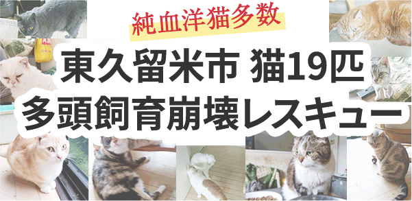 東久留米市 猫19匹多頭飼育崩壊レスキュー