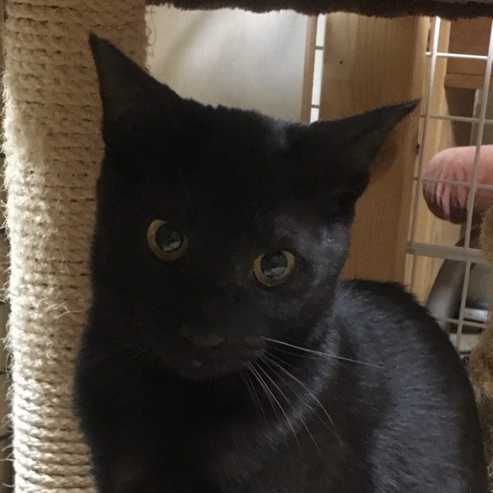 猫の里親探し 保護活動 Has Home Animal Society